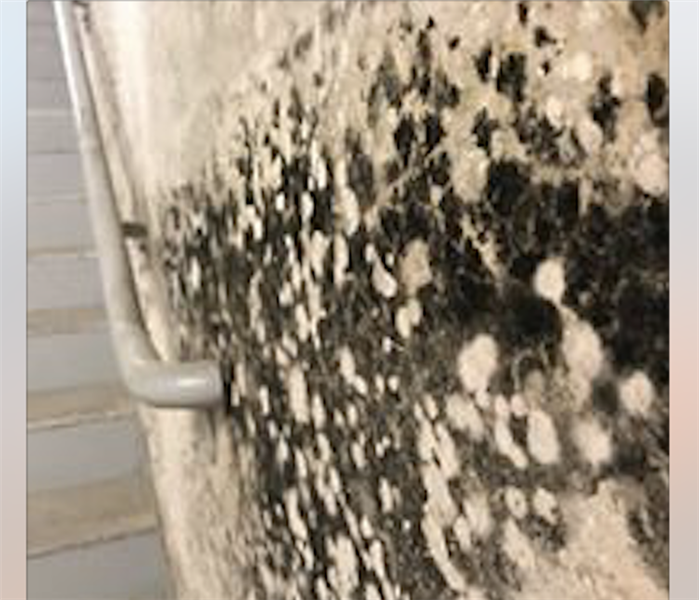 Severe mold growth on wall.