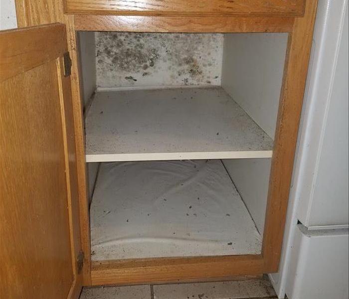 mold under a cabinet 