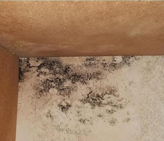 Mold growth on corner of a wall